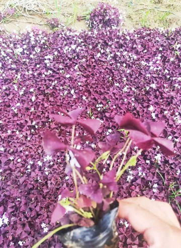 紅葉醡漿草